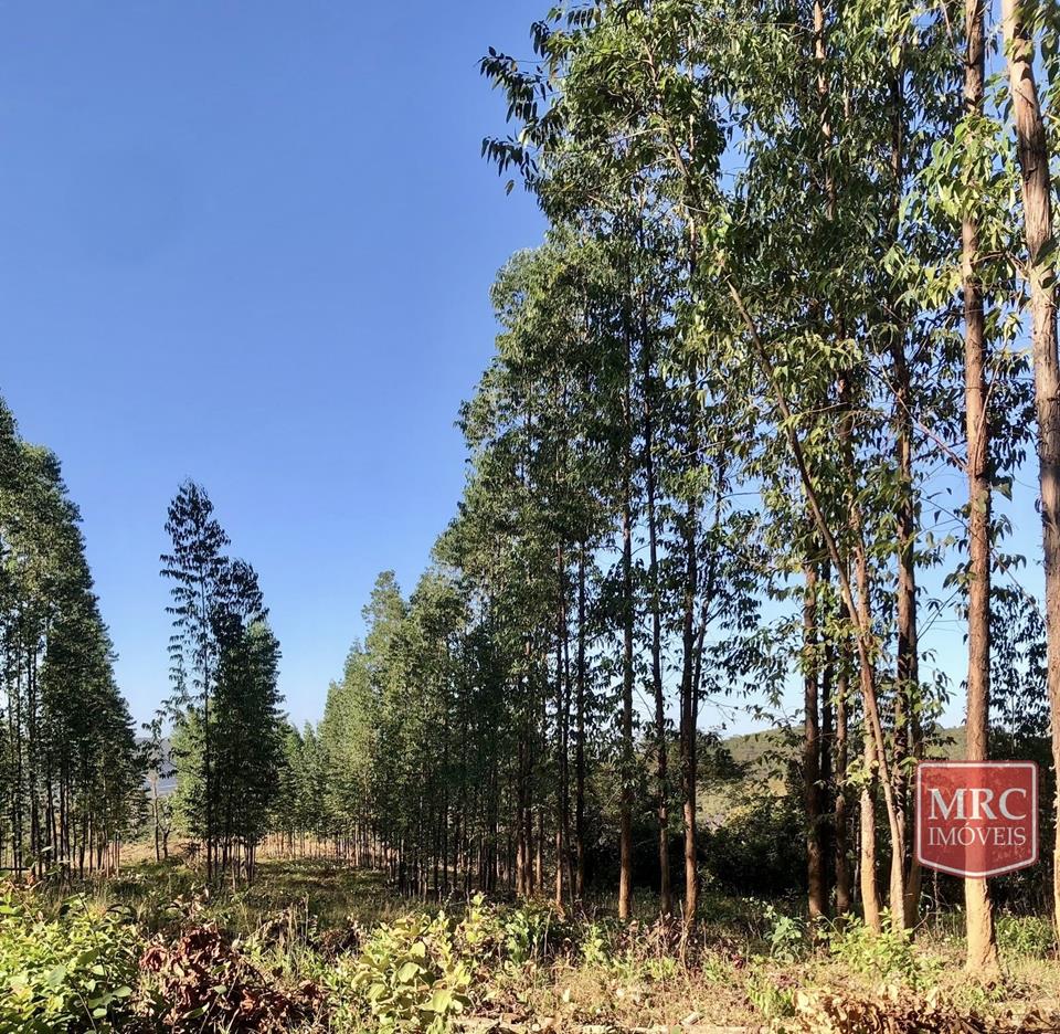 Região de Curralinho - OPORTUNIDADE - CHÁCARA ESCRITURADA - NATUREZA PRESERVADA — foto 6