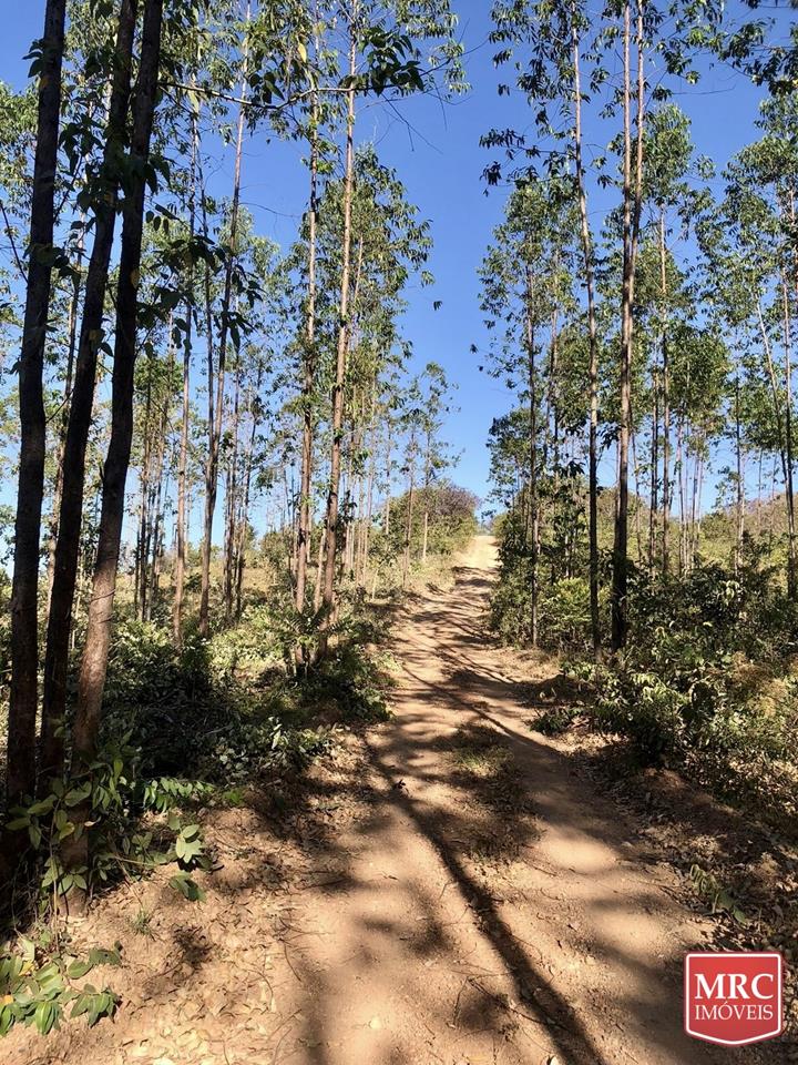 Região de Curralinho - OPORTUNIDADE - CHÁCARA ESCRITURADA - NATUREZA PRESERVADA — foto 2