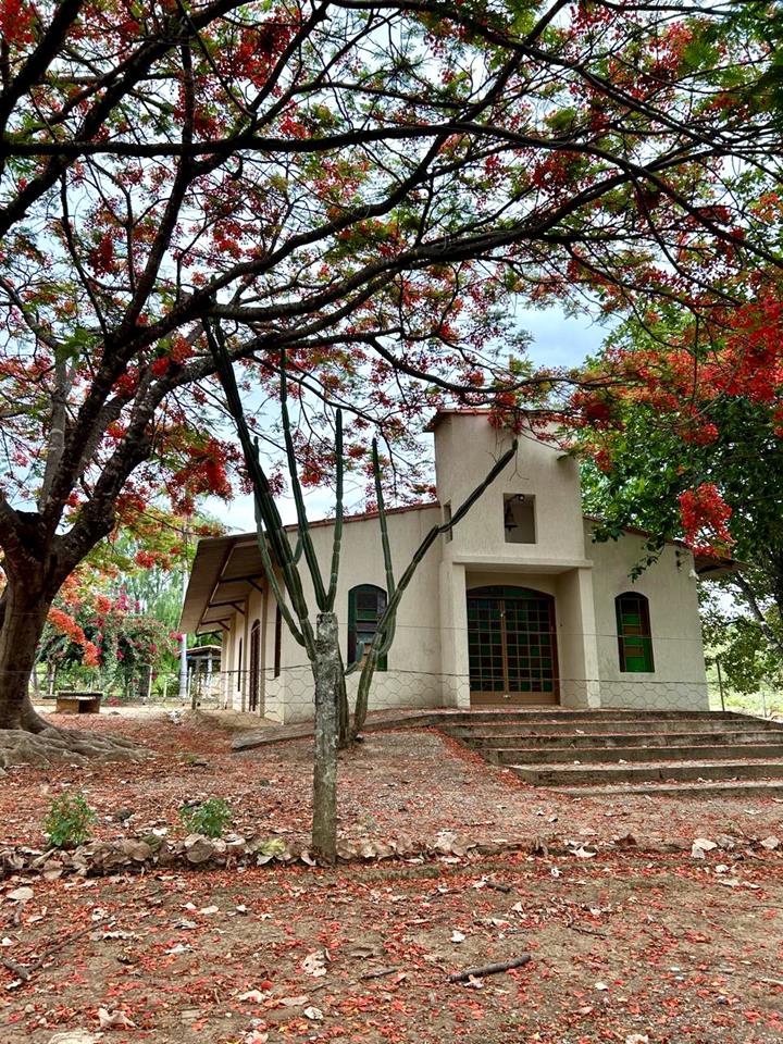 Núcleo Rural Almécegas  - CHACARÁ COM 6,1ha - CASA 250m2 - POMAR PRODUZINDO — foto 11