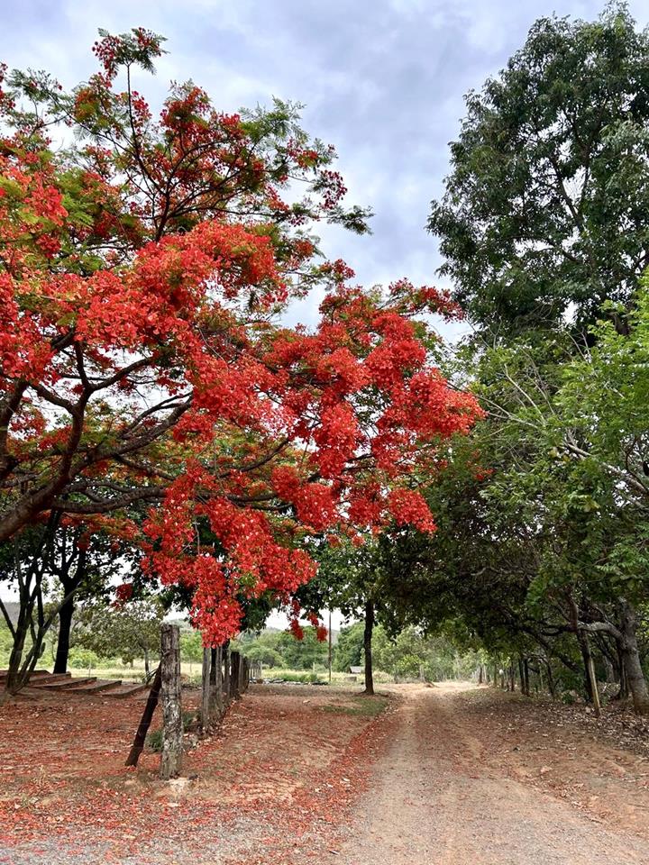 Núcleo Rural Almécegas  - CHACARÁ COM 6,1ha - CASA 250m2 - POMAR PRODUZINDO — foto 8