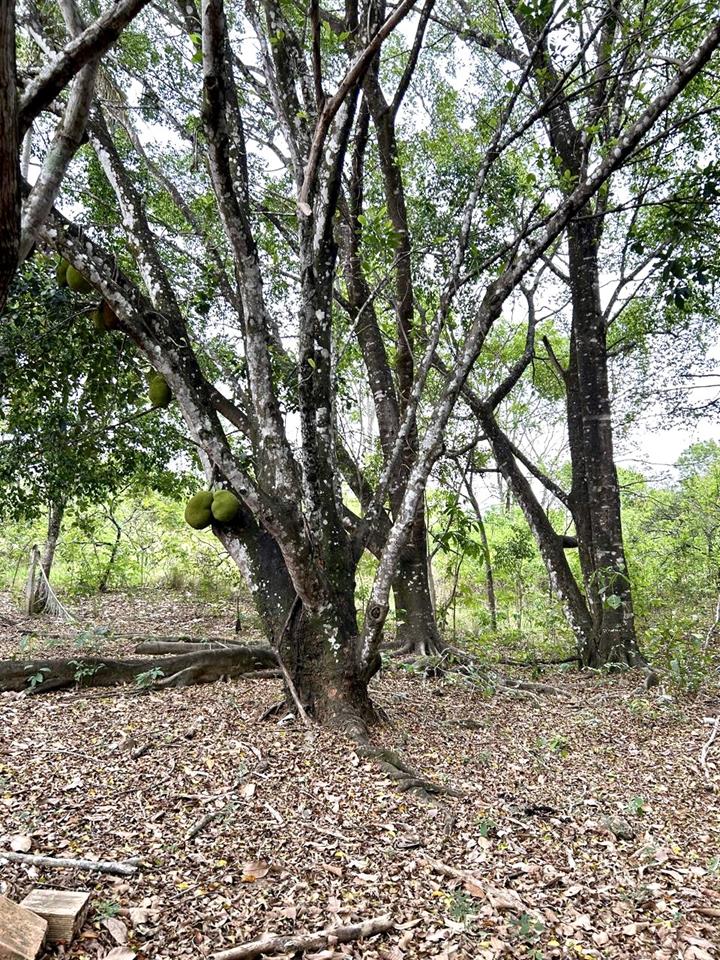 Núcleo Rural Almécegas  - CHACARÁ COM 6,1ha - CASA 250m2 - POMAR PRODUZINDO — foto 9