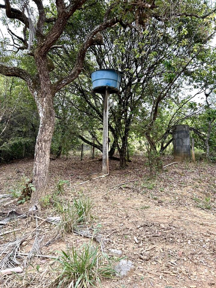 Núcleo Rural Almécegas  - CHACARÁ COM 6,1ha - CASA 250m2 - POMAR PRODUZINDO — foto 7